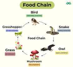 <p><span>Food chains depict the linear flow of energy and nutrients through an ecosystem. They illustrate the transfer of energy from one organism to another as each organism is consumed by a higher trophic level.</span></p>