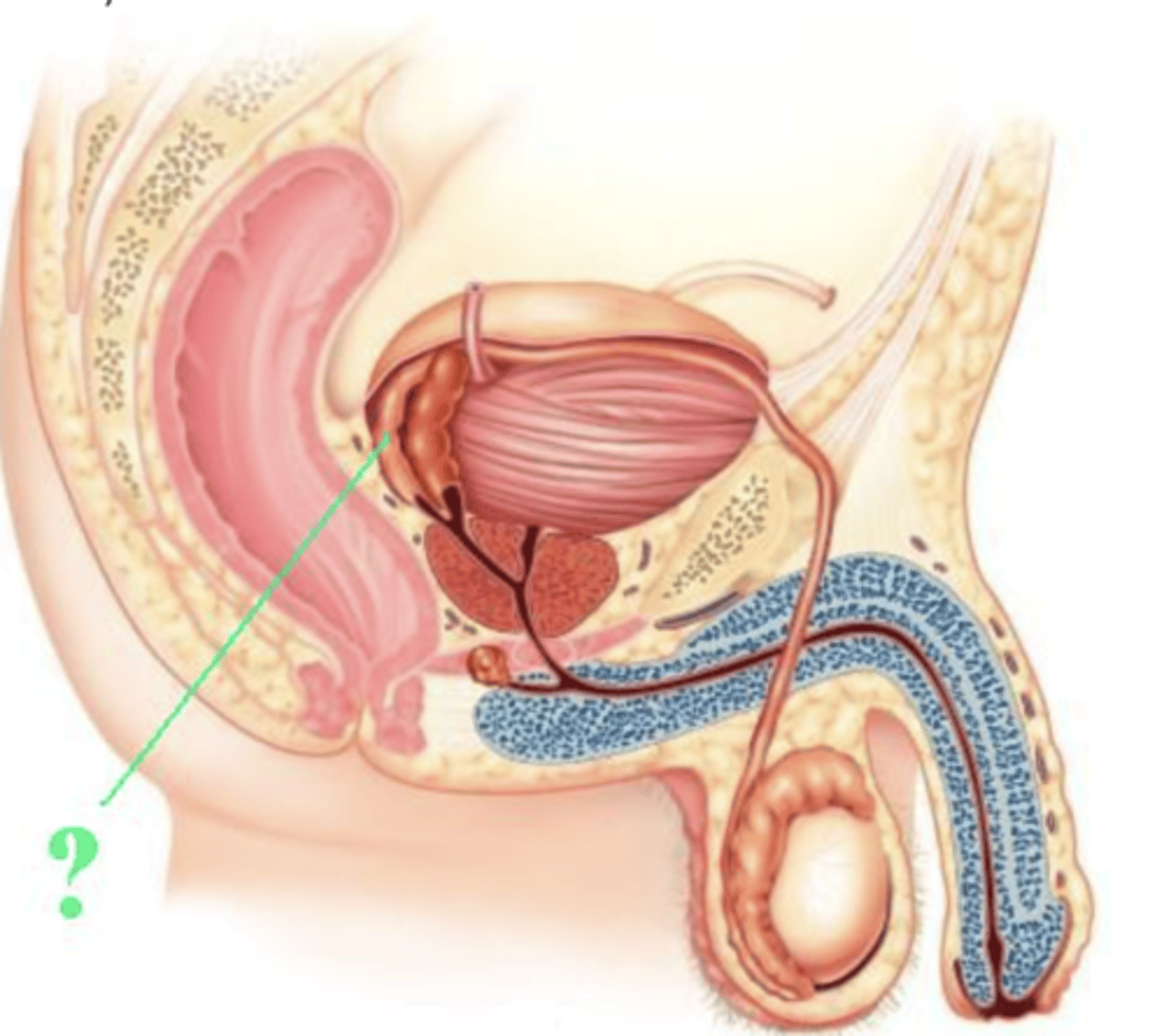 <p>ampulla of ductus deferens</p>