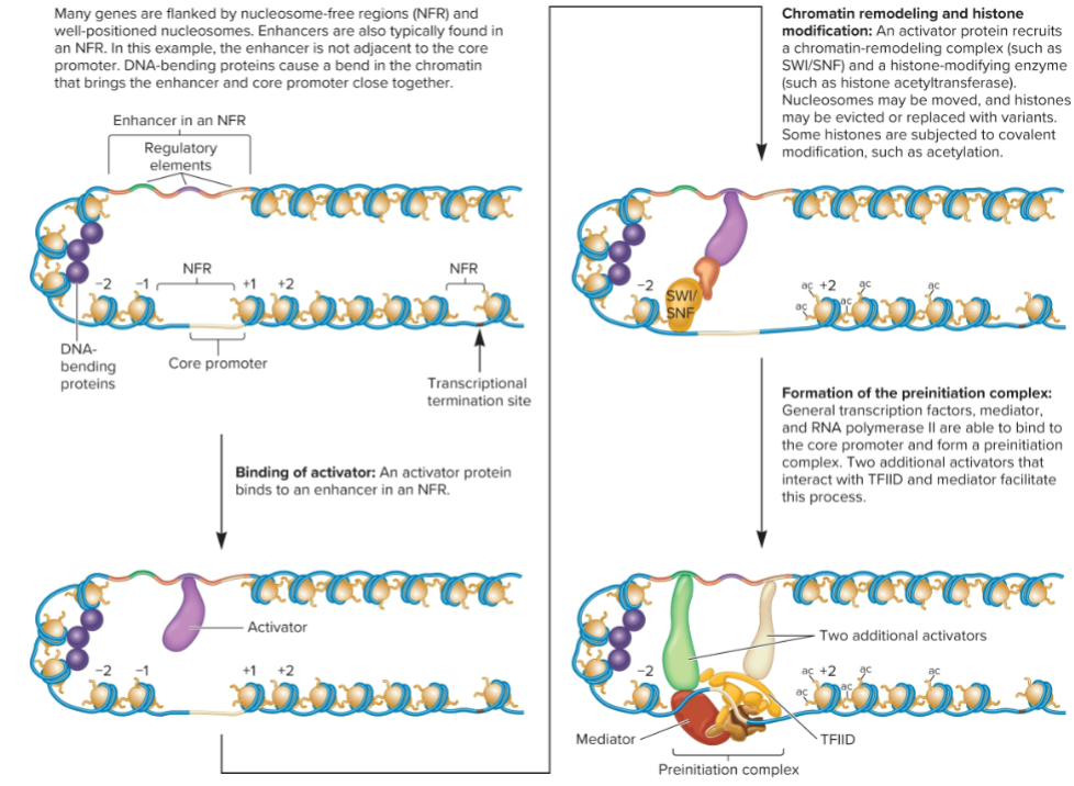 <ul><li><p>activator protein recruits chromatin remodeling complex and histone-modification enzyme</p></li><li><p>nucleosome may be moved, and histone may be evicted or replaced with variants</p></li><li><p>some histones are subjected to covalent modification.</p></li></ul><p></p>