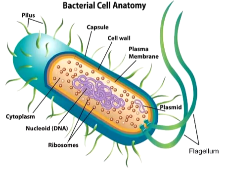 <p>circular DNA with genes for bacterial virulence (ability of an organism to infect the host and cause a disease)</p>