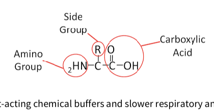<p><span><strong><span>Protein buffer:</span></strong></span></p><ul><li><p><span><span>The most powerful system, accounting for ~75% of body’s buffering capacity.</span></span></p></li><li><p><span><span>Proteins buffer via acidic (–COOH) and basic (–NH₃) groups on amino acids, with pKa values near physiological pH, making them very effective.</span></span></p></li></ul><p></p><p><span><span><br></span><strong><span>Key Points:</span></strong><span><br>The body uses fast-acting chemical buffers and slower respiratory and kidney<br>mechanisms to tightly regulate pH, crucial for normal function and health.</span></span></p><p></p>