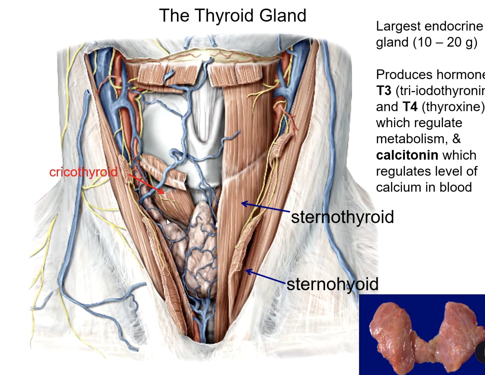 <p>platysma m.<br>sternothyroid m.<br>sternohyoid m.</p>