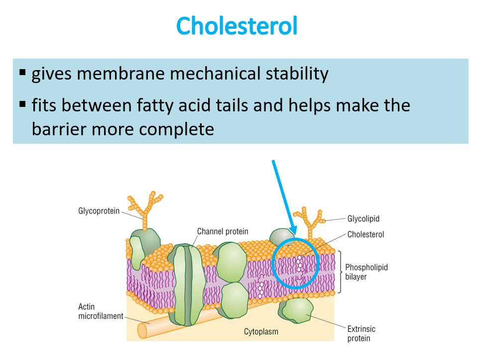 <ul><li><p>regulates fluidity</p></li><li><p>gives membrane mechanical stability</p></li><li><p>fits between fatty acid tails to help make the barrier more complete</p></li></ul><p></p>
