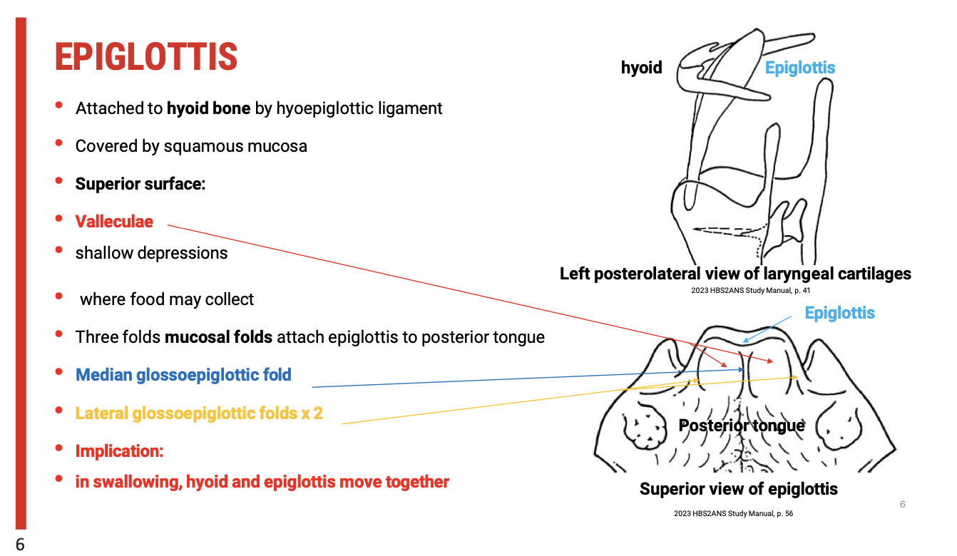 <p><span><strong>Epiglottis Attachments</strong></span></p><ol type="1"><li><p><span><strong>Hyoepiglottic Ligament</strong></span></p><ul><li><p><span><strong>The&nbsp;epiglottis&nbsp;is attached to the&nbsp;hyoid bone&nbsp;via the&nbsp;hyoepiglottic ligament.</strong></span></p></li><li><p><span><strong>This ligament provides a connection between the epiglottis and the hyoid bone, which plays a crucial role in the movement of both structures during swallowing.</strong></span></p></li></ul></li><li><p><span><strong>Mucosal Covering</strong></span></p><ul><li><p><span><strong>The&nbsp;hyoepiglottic ligament&nbsp;is typically covered by&nbsp;squamous mucosa, which provides a smooth surface for movement and function during swallowing.</strong></span></p></li></ul></li><li><p><span><strong>Glossopharyngeal Attachments</strong></span></p><ul><li><p><span><strong>Mucosal Folds: Three mucosal folds attach the&nbsp;epiglottis&nbsp;to the&nbsp;posterior surface of the tongue:</strong></span></p><ul><li><p><span><strong>Median glossoepiglottic fold&nbsp;(middle fold).</strong></span></p></li><li><p><span><strong>Two lateral glossoepiglottic folds&nbsp;(on either side).</strong></span></p></li></ul></li><li><p><span><strong>These folds help anchor the epiglottis and contribute to its&nbsp;movement and positioning&nbsp;during swallowing.</strong></span></p></li></ul></li></ol><p><span><strong>Functional Implications for Swallowing</strong></span></p><ul><li><p><span><strong>Volvulae (Shallow Depressions)</strong></span></p><ul><li><p><span>The&nbsp;<strong>superior surface</strong>&nbsp;of the&nbsp;<strong>epiglottis</strong>&nbsp;contains&nbsp;<strong>volvulae</strong>, which are shallow depressions where&nbsp;<strong>food may collect</strong>&nbsp;during swallowing.</span></p></li><li><p><span><strong>Volvulae</strong>&nbsp;are important to examine, as food can accumulate in these areas, potentially increasing the risk of aspiration if not effectively cleared.</span></p></li></ul></li><li><p><span><strong>Hyoid and Epiglottis Movement</strong></span></p><ul><li><p><span>The&nbsp;<strong>hyoid bone</strong>&nbsp;and&nbsp;<strong>epiglottis</strong>&nbsp;move together during swallowing, which is critical for&nbsp;<strong>protecting the airway</strong>by ensuring that the epiglottis covers the&nbsp;<strong>laryngeal inlet</strong>.</span></p></li><li><p><span>Dysfunction in the movement of these structures can lead to&nbsp;<strong>swallowing difficulties</strong>&nbsp;and&nbsp;<strong>aspiration risk</strong>.</span></p></li></ul></li></ul><p><span><strong>Clinical Implications</strong></span></p><ul><li><p><span>When assessing patients for&nbsp;<strong>swallowing disorders</strong>, it is important to evaluate the function of these attachments to determine whether the&nbsp;<strong>epiglottis</strong>&nbsp;is effectively protecting the airway.</span></p></li><li><p><span>Areas where&nbsp;<strong>food can collect</strong>, such as the&nbsp;<strong>volvulae</strong>&nbsp;and between the&nbsp;<strong>glossoepiglottic folds</strong>, should be carefully examined to identify any issues with&nbsp;<strong>swallowing efficiency</strong>&nbsp;or the risk of&nbsp;<strong>aspiration</strong>.</span></p></li></ul><p></p>