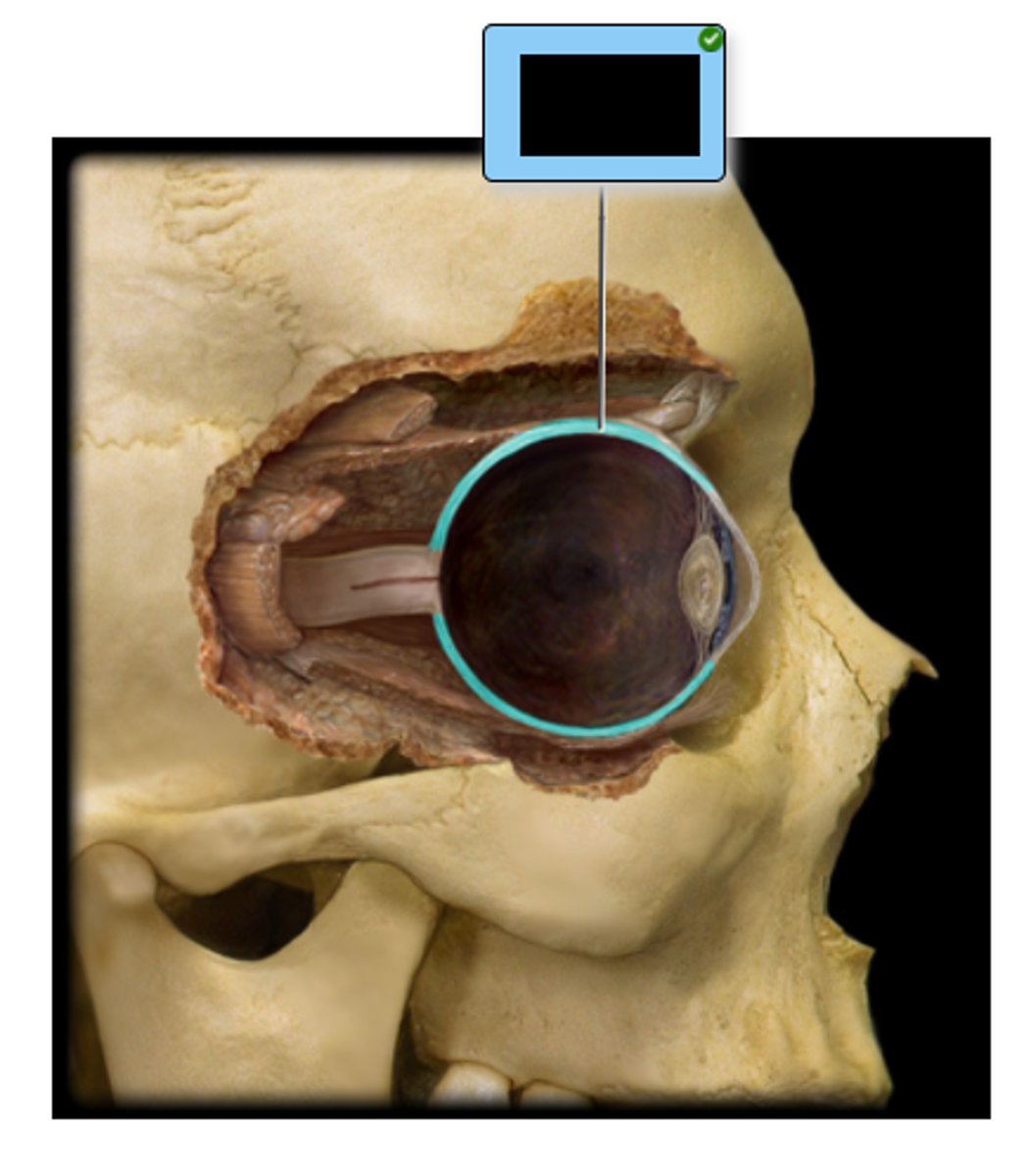 <p>Identify the structure, which comprises the outer layer of the posterior five-sixths of the eye.</p><p>a. Retina</p><p>b. Choroid</p><p>c. Ora serrata</p><p>d. Cornea</p><p>e. Sclera</p>