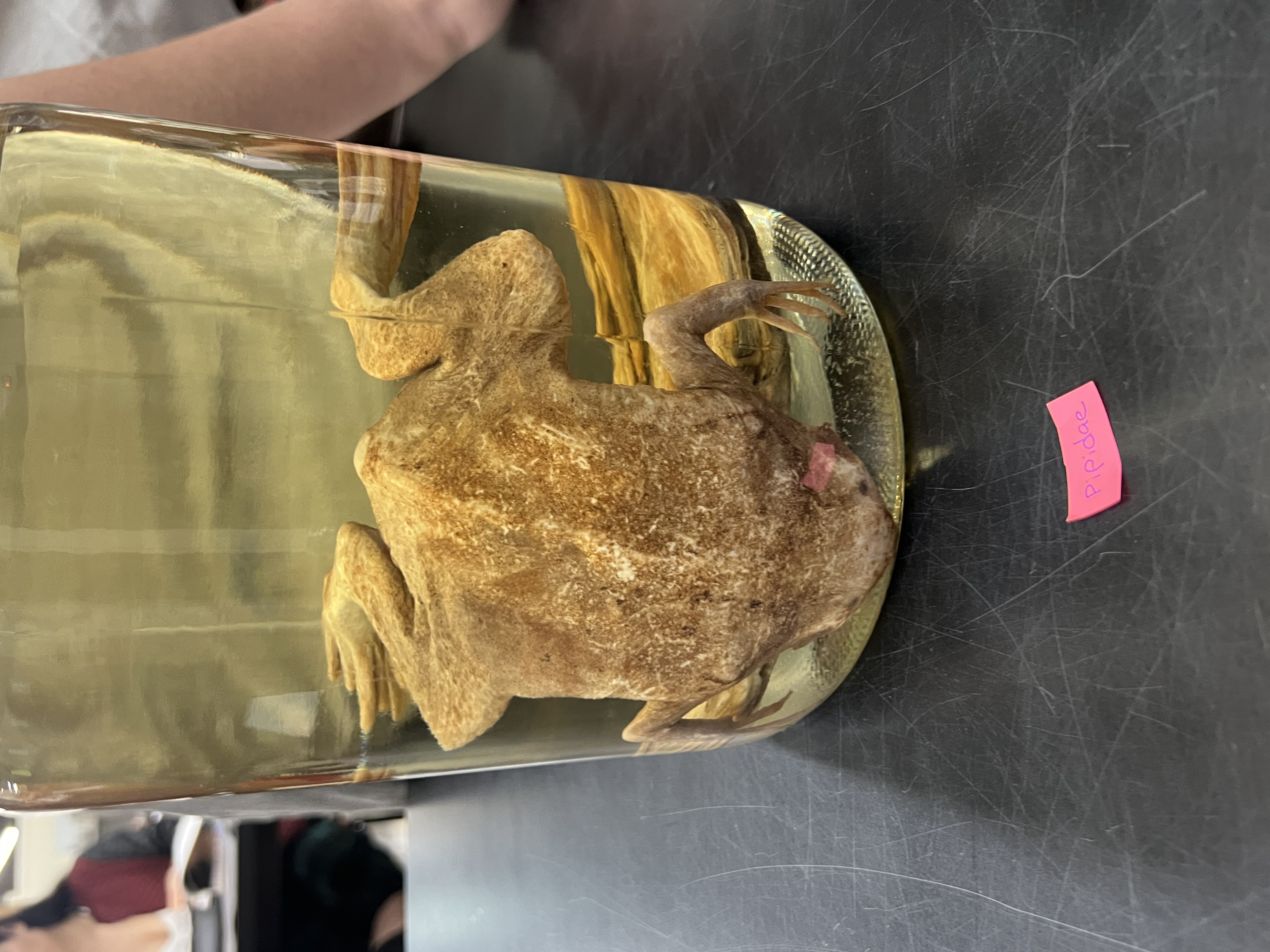 <p>What’s the <strong>common</strong> name?</p>