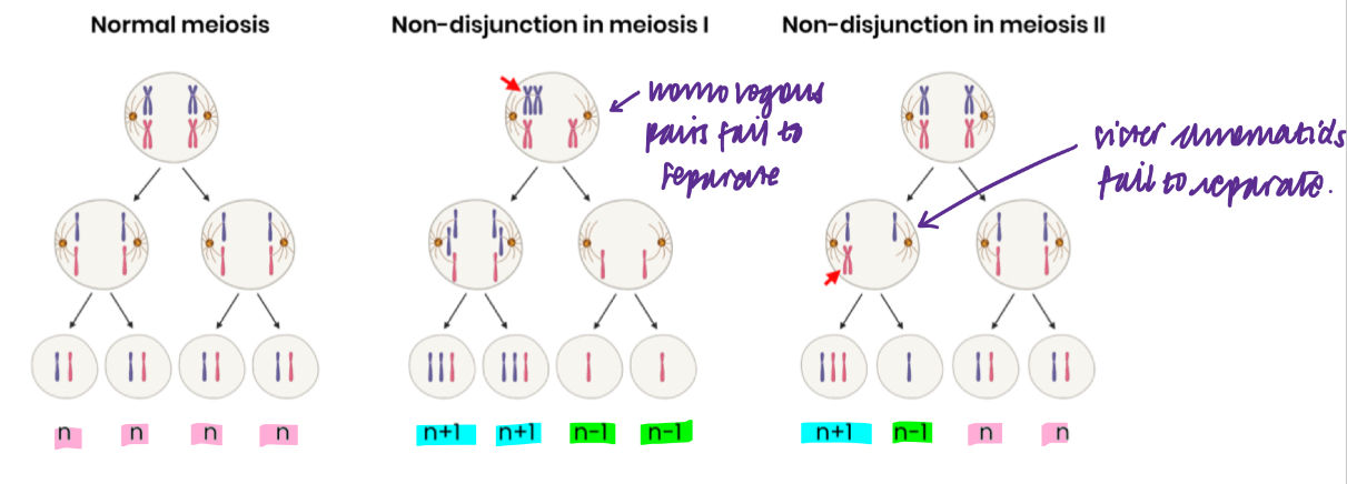 <ul><li><p>spontaneously by chromosome non-disjunction during meiosis</p></li><li><p>Homologous chromosomes (meiosis I) or sister chromatids (meiosis II) fail to separate during meiosis</p></li><li><p>So some gametes have an extra copy (n+1) of a particular chromosome and other have none (n-1)</p></li></ul><p></p>
