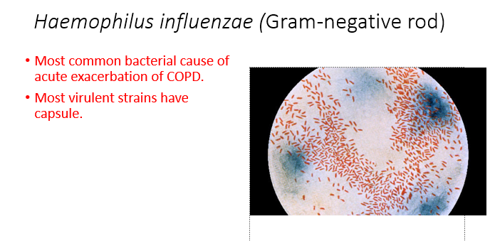 <p>Haemophilus influenzae, a Gram-negative rod, is the most common bacterial cause of acute exacerbation of COPD.</p>
