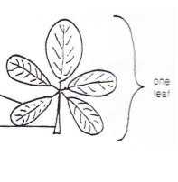 <p>Type of leaf?</p>