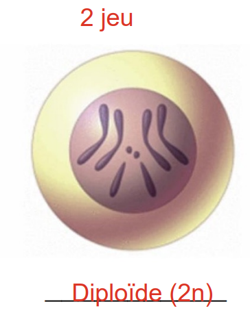<p>Cellule contenant 2 jeux chromosomiques – 1 (père) + 1 (mère). (2n)</p><p>possède des chromosomes homologues</p><p>une paire de chaussettes</p>