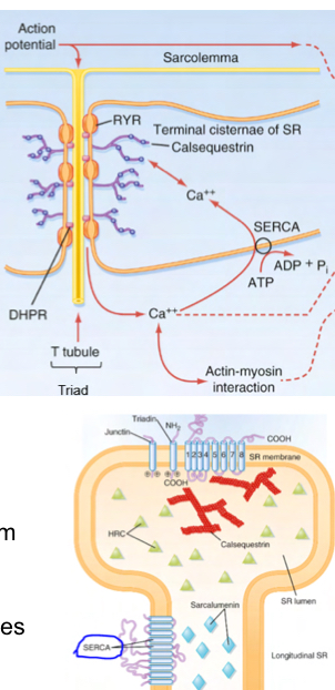 <p>Allows Ca2+ transmisison</p><p>4 DHPR molecules on T tubule changes confromation upon stimulation and act on one RYR, which opens by changing conformation to allow Ca2+ release from cells.</p><p>SERCA ats as a calcium pump to pump Ca2+ into the reticulum.</p><p>THIS COUPLING ONLY OCCURS IN SKELETAL MUSCLE</p>