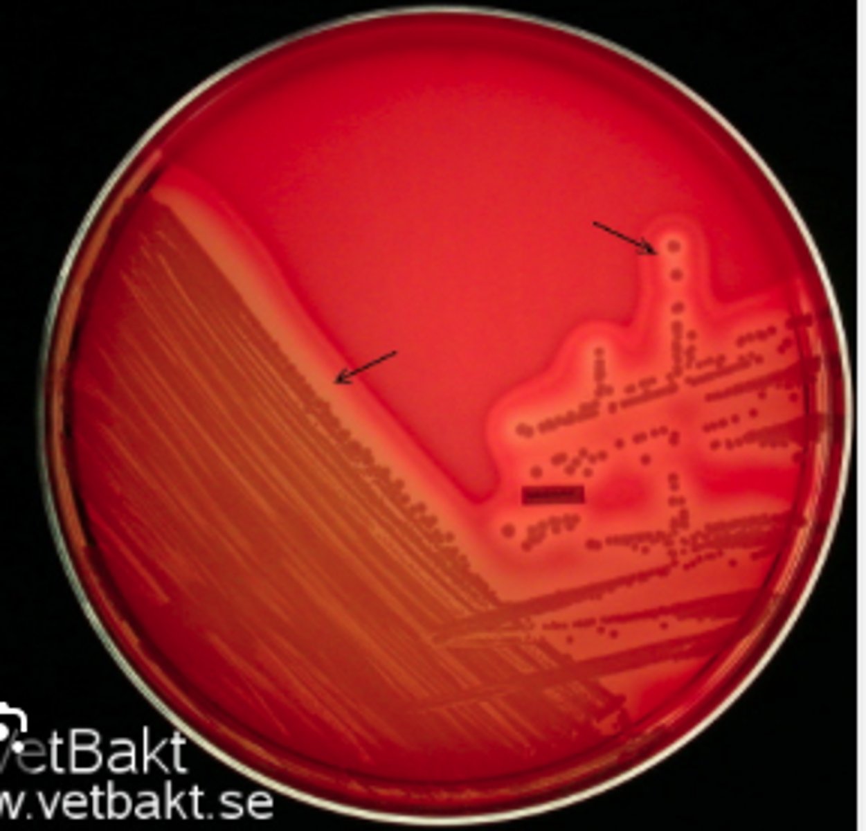 <p>A dog presented with pyoderma of the face and limbs. Material from pustules was plated on Blood (BA) and MacConkey (MAC) agars and incubated overnight at 350C. BA plates are provided. There was no growth on MAC.</p><p>Is there an obvious hemolytic type or pattern?</p>