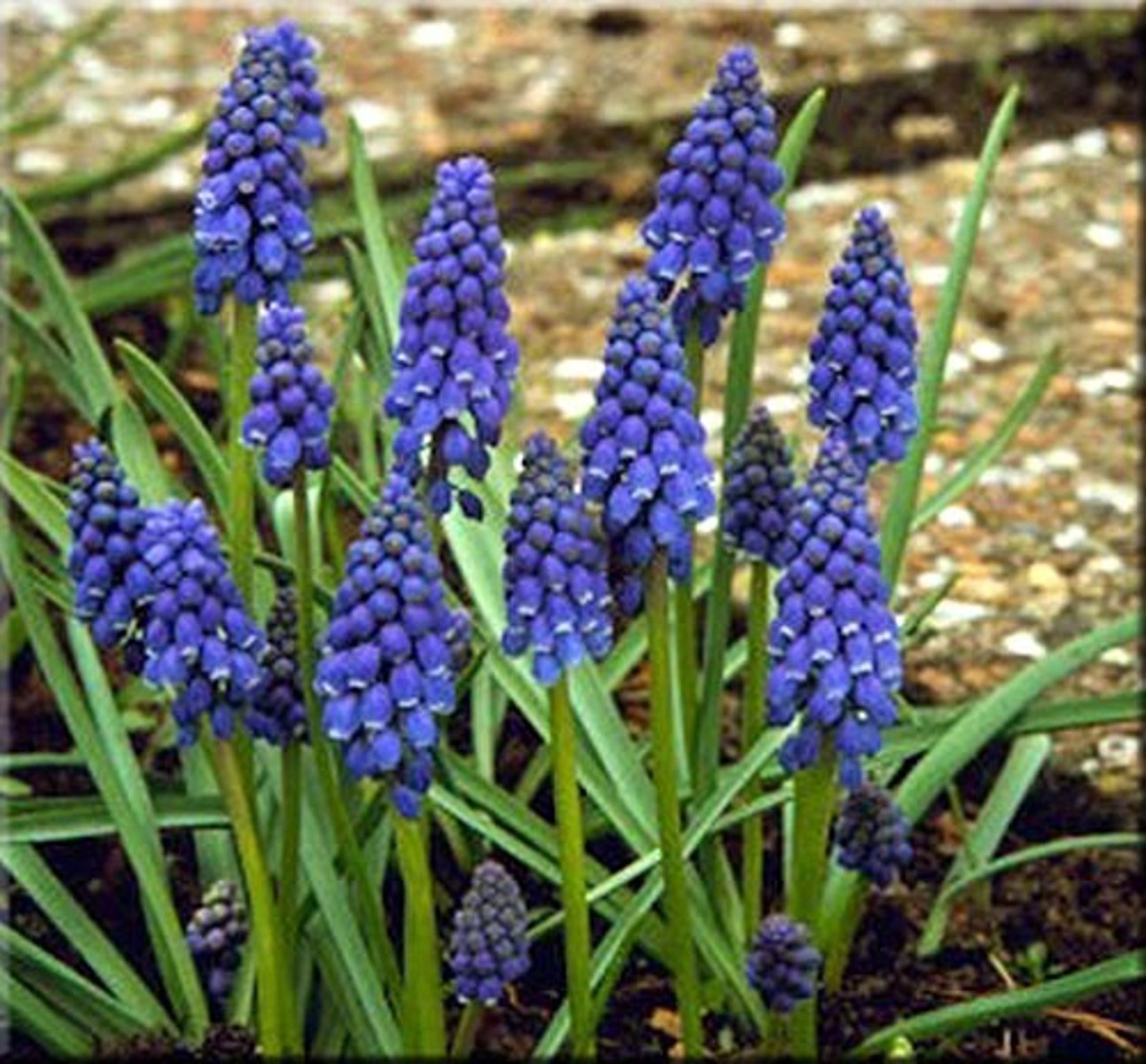 <p>-Cone shaped<br>-Grape-like berries</p>