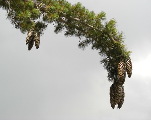 (Pinus lambertiana)