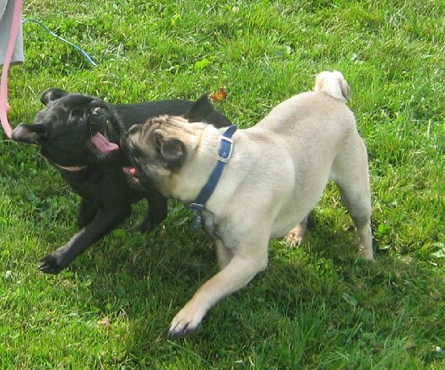 <p>cãi nhau, cuộc cãi vã</p>