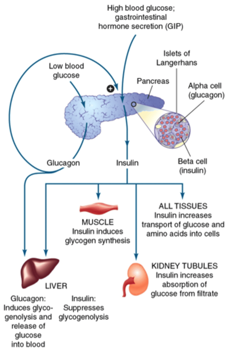 <p>- glycogen breakdown via 'glycogenolysis'</p><p>- there will also be formation of more glucose from other sources ('gluconeogenesis') and released PRN</p>
