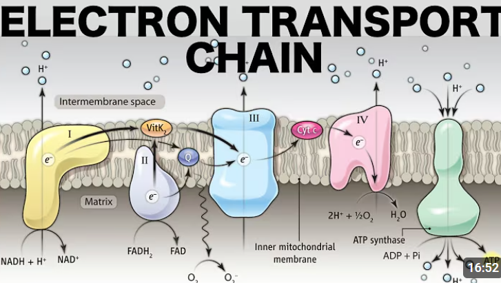 <p>Intermembrane Space</p>
