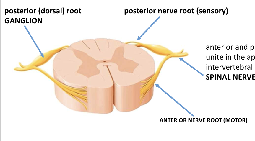 <p>the ANTERIOR and POSTERIOR roots unite in the appropriate intervertebral foramen to form a SPINAL NERVE </p>