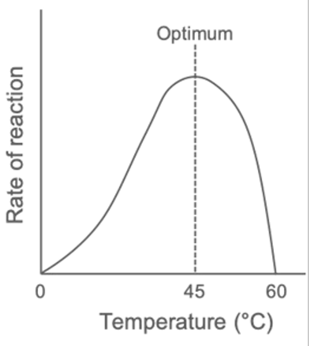 <p>Rate increases as kinetic energy increases &amp; peaks at optimum temperature.</p><p>Above optimum, ionic &amp; H-bonds in 3° structure break = active site no longer complementary to substrate (denaturation).</p>