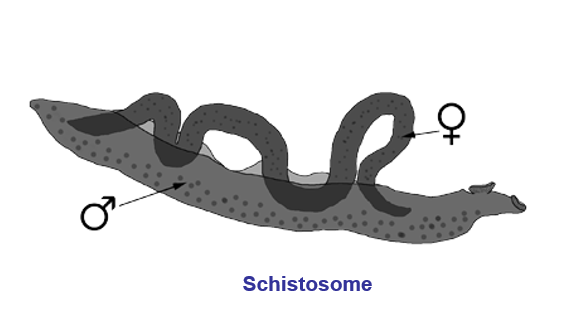 <p style="text-align: left;">Digenean suckers: schistostome </p>