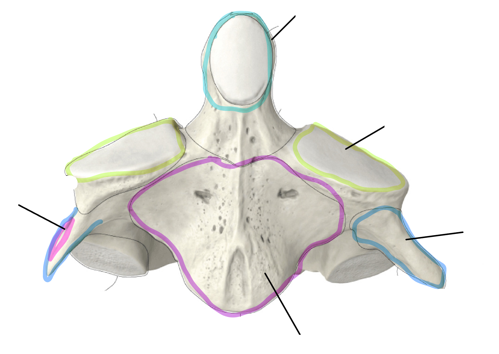 <p>Which vertebrae is this </p>