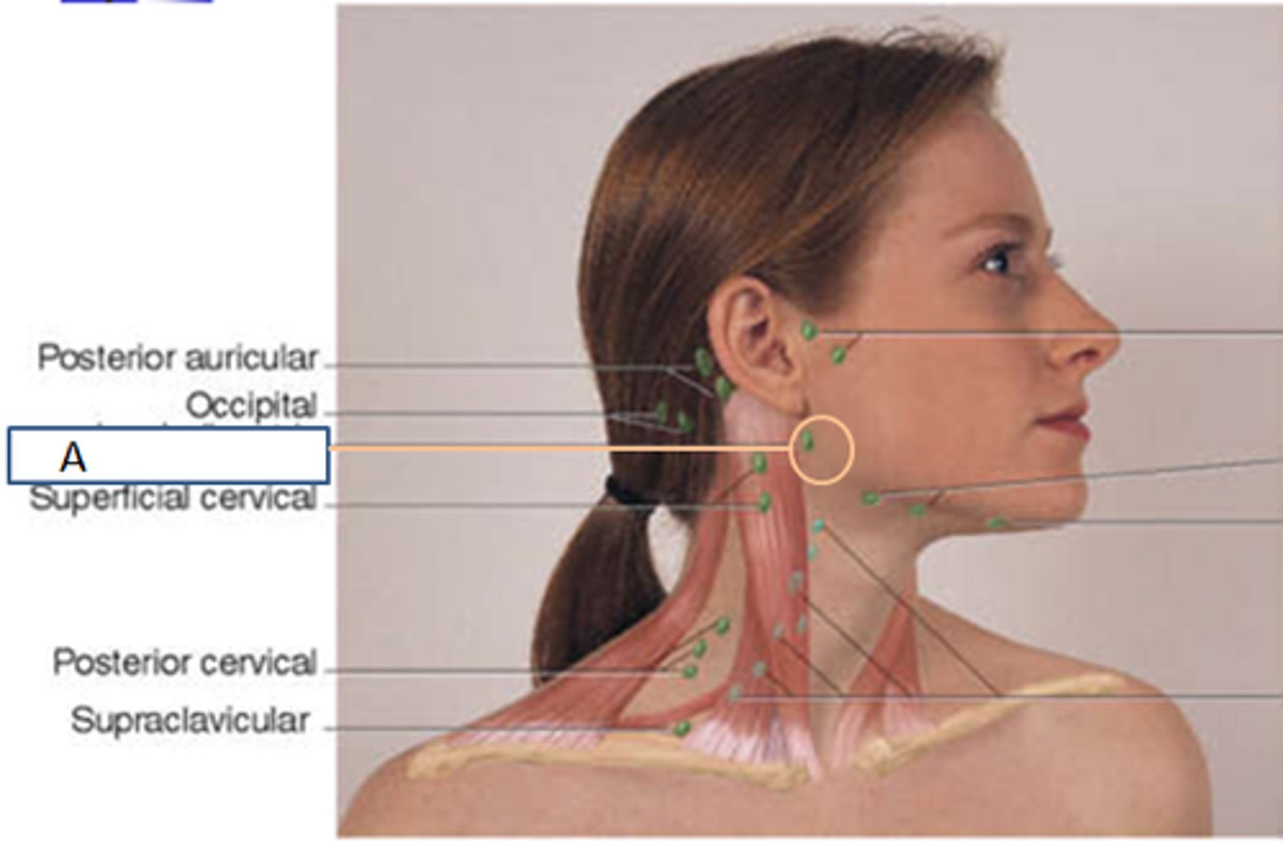 <p>angle of mandible</p>