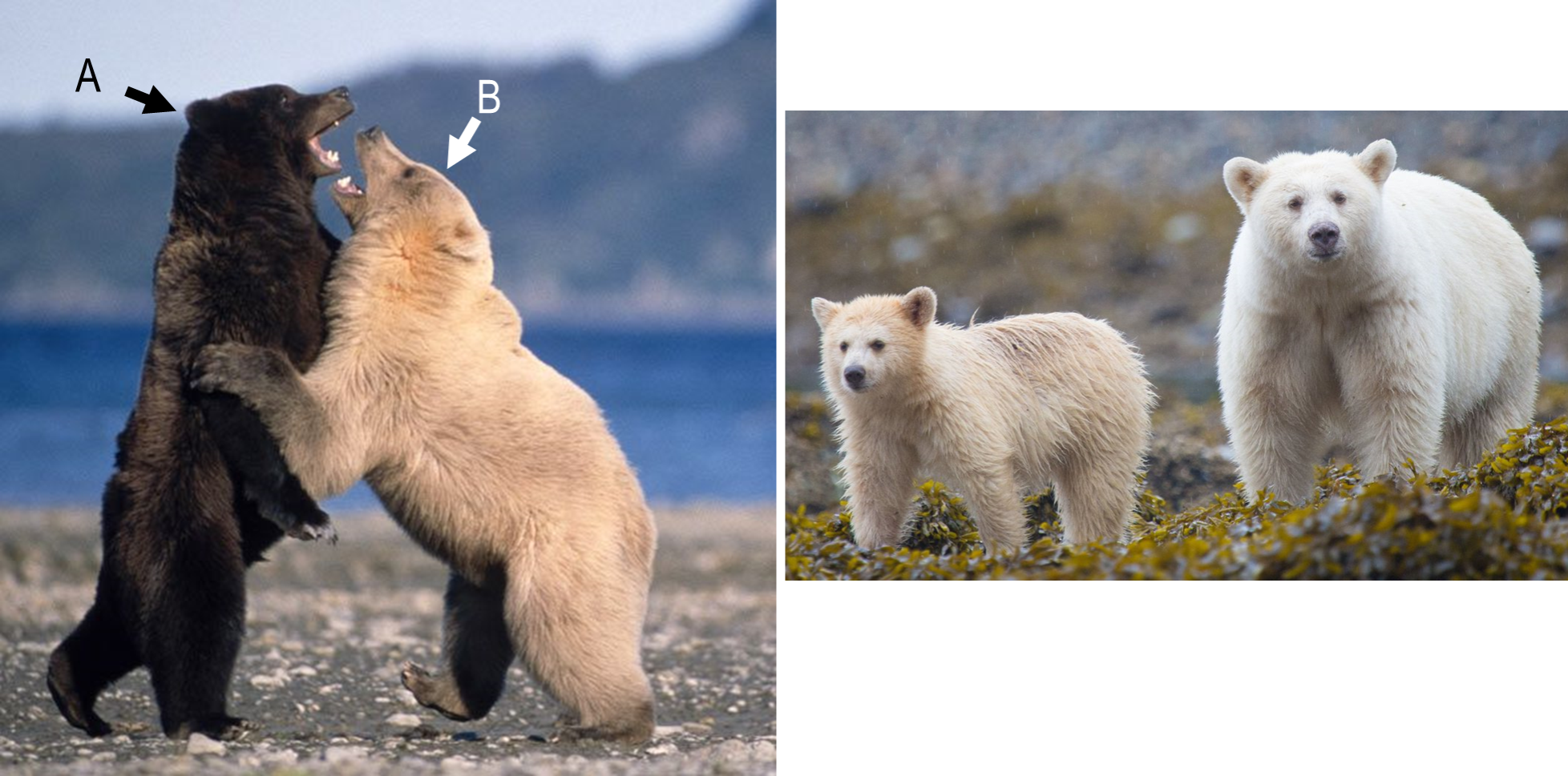 <p>The genetic basis of the recessive white color in the spirit bear is a single nucleotide change from G to A, resulting in the replacement of Tyr to Cys at codon 298 in themelanocortin 1 receptor gene (mc1r). One of the bears on the left was the father of the cub shown with its mother on the right. Which one was it? a. Bear A b. It could be either A or B. It&apos;s impossible to tell by looking at their fur color c. Bear B</p>