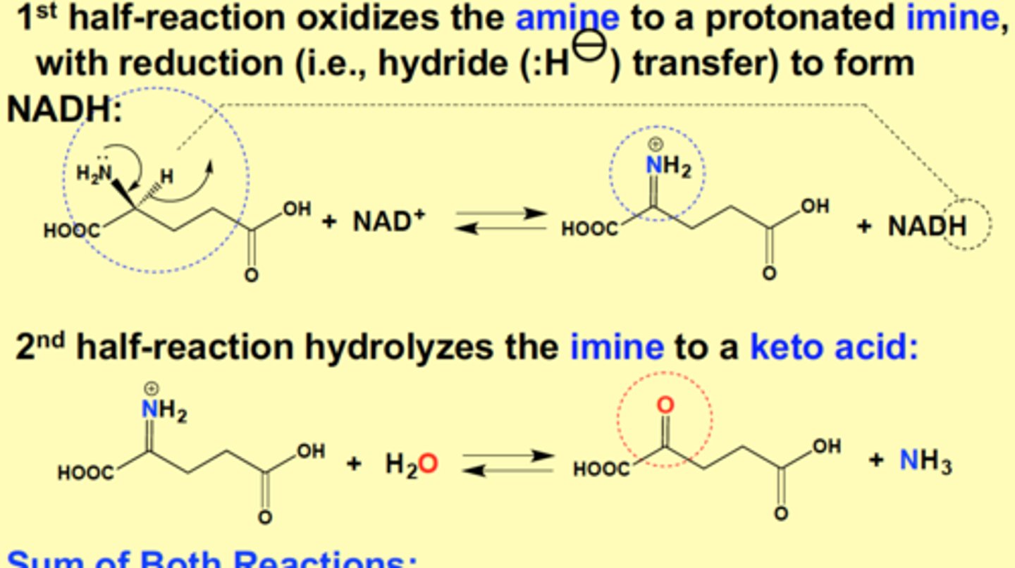 <p>1st half-reaction oxidizes the amine to a protonated imine, with reduction (hydride transfer) to form NADH<br><br>2nd half-reaction hydrolyzes the imine to a keto acid<br><br>Sum of Both Reactions:<br>Glu + NAD+ + imine + H2O &gt; aKG + Imine + NADH + NH3<br><br>Glu + NAD+ + H2O &gt;&gt; aKG + NADH + NH3</p>