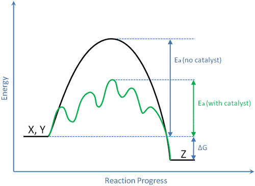 A chemical substance which speeds up reactions without being changed by the reactions, lowering the activation energy.
