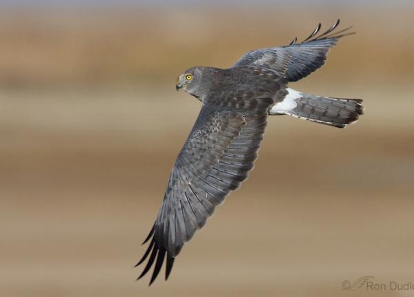 <p>white rump patch, exhibit sexual dimorphism (female is barred, male has black wing tips with white underneath)</p>