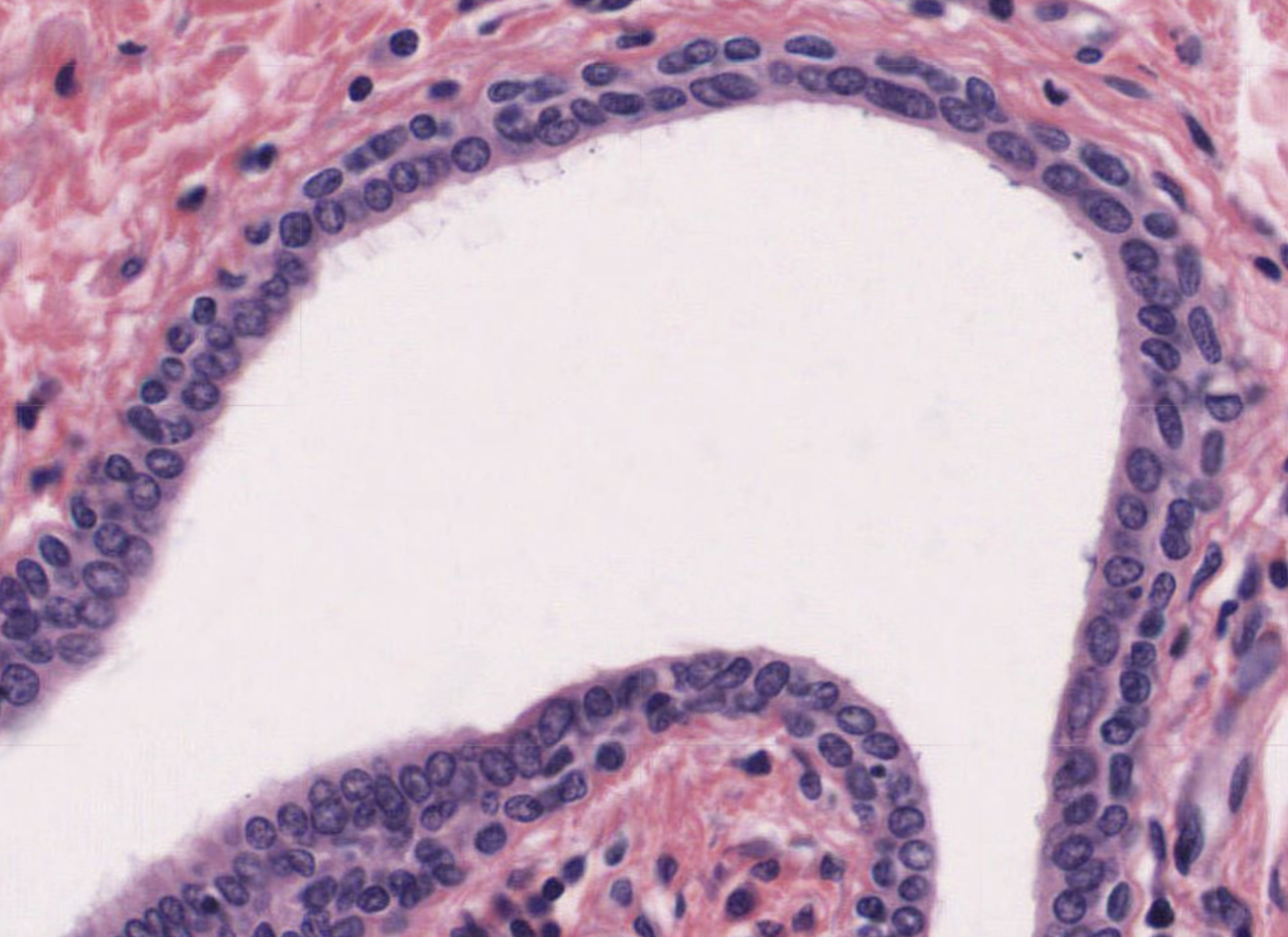<ol><li><p>What tissue is this?</p></li><li><p>Where can it be found?</p></li><li><p>What is its function?</p></li></ol><p></p>