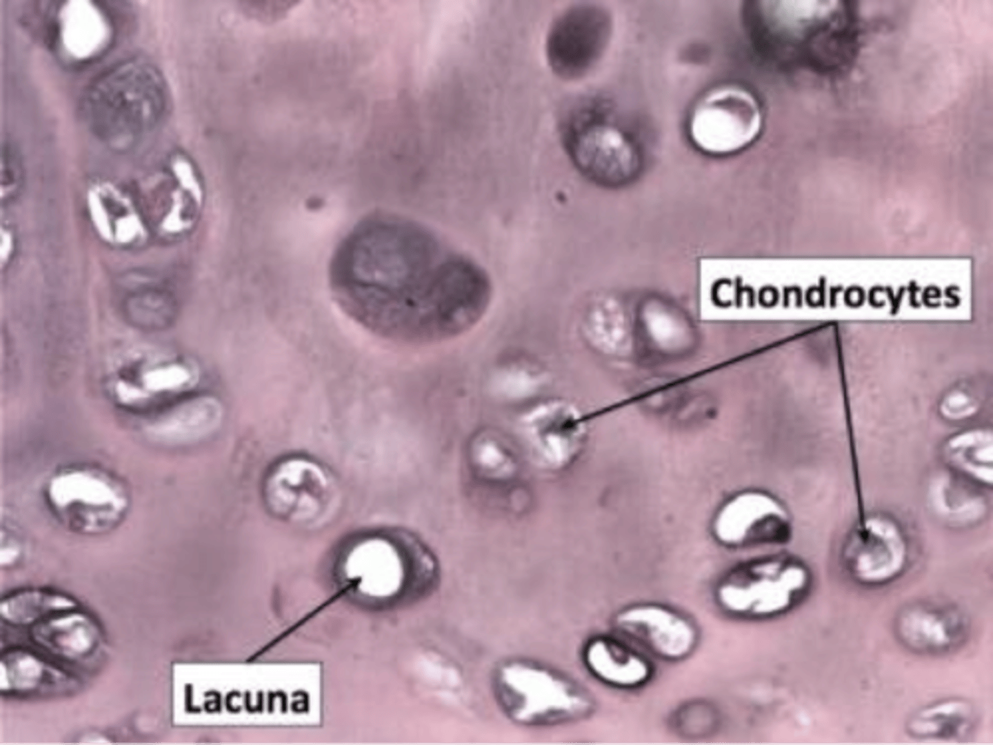 <p>regulates homeostasis, found in the lacunae</p>