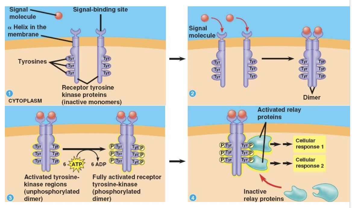 <p><span style="background-color: transparent; font-family: "Proxima Nova", sans-serif;"><span>Can trigger multiple signal transduction pathways at once</span></span></p>