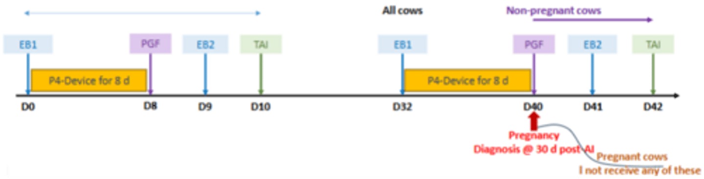 <p>- All cows will complete EB + P4 protocol for TAI</p><p>- All cows will receive EB 8 days prior to pregnancy diagnosis</p><p>- Empty cows will receive PGF on the day of pregnancy diagnosis and complete the Resynch protocol</p>