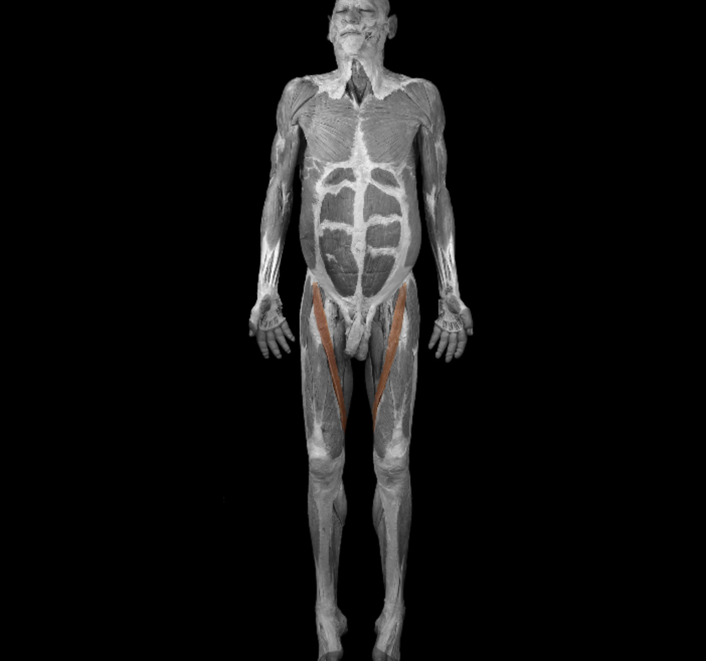 <p>origin: anterior superior iliac spine </p><p></p><p>insertion: medial surface of tibia</p><p></p><p>action: flex knee at leg, flex/abduct/laterally rotate thigh at hip </p><p></p><p>innvervation: femoral nerve </p>