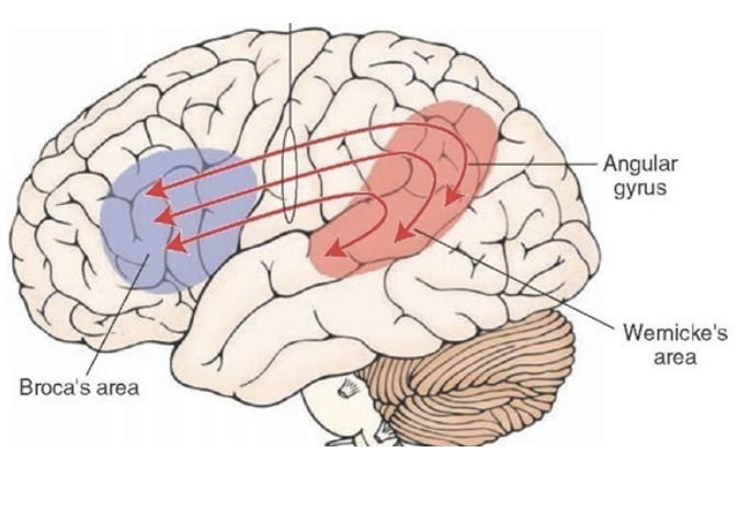 <p>Arcuate fasciculus</p>