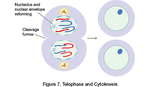<ul><li><p>Daughter nuclei form</p></li><li><p>Chromosomes begin to uncoil</p></li><li><p>Cytokinesis occurs:</p><ul><li><p>Animal cells separate at the cleavage furrow</p></li><li><p>Plant cells begin forming the cell plate which fuses with the cell membrane and will become a new cell wall</p></li></ul></li></ul>