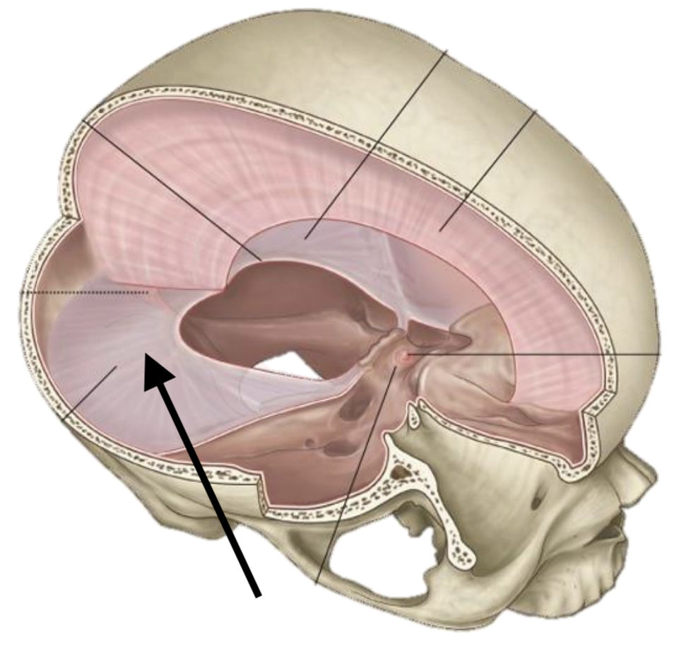 <p>Name the structure</p>