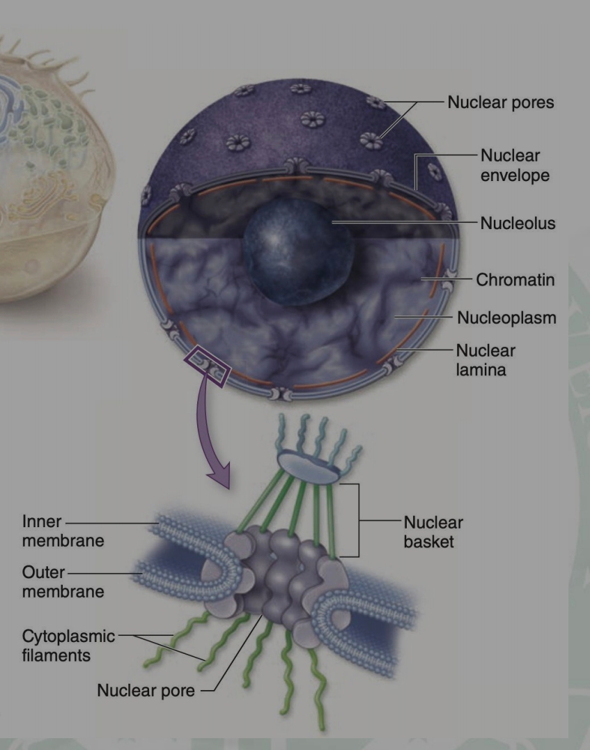 <ul><li><p>Enumerate the parts of nuclei.</p></li></ul>