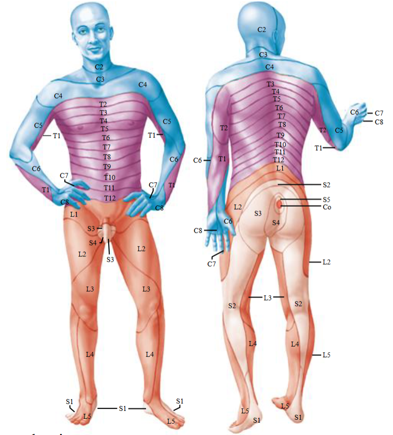 <ul><li><p>Skin areas whose sensation is supplied by afferent fibers from a single spinal nerve root, which connects the peripheral nerve to the spinal cord.</p></li><li><p>Knowledge of this can be used clinically to determine level of spinal cord injury. </p></li></ul><p></p>
