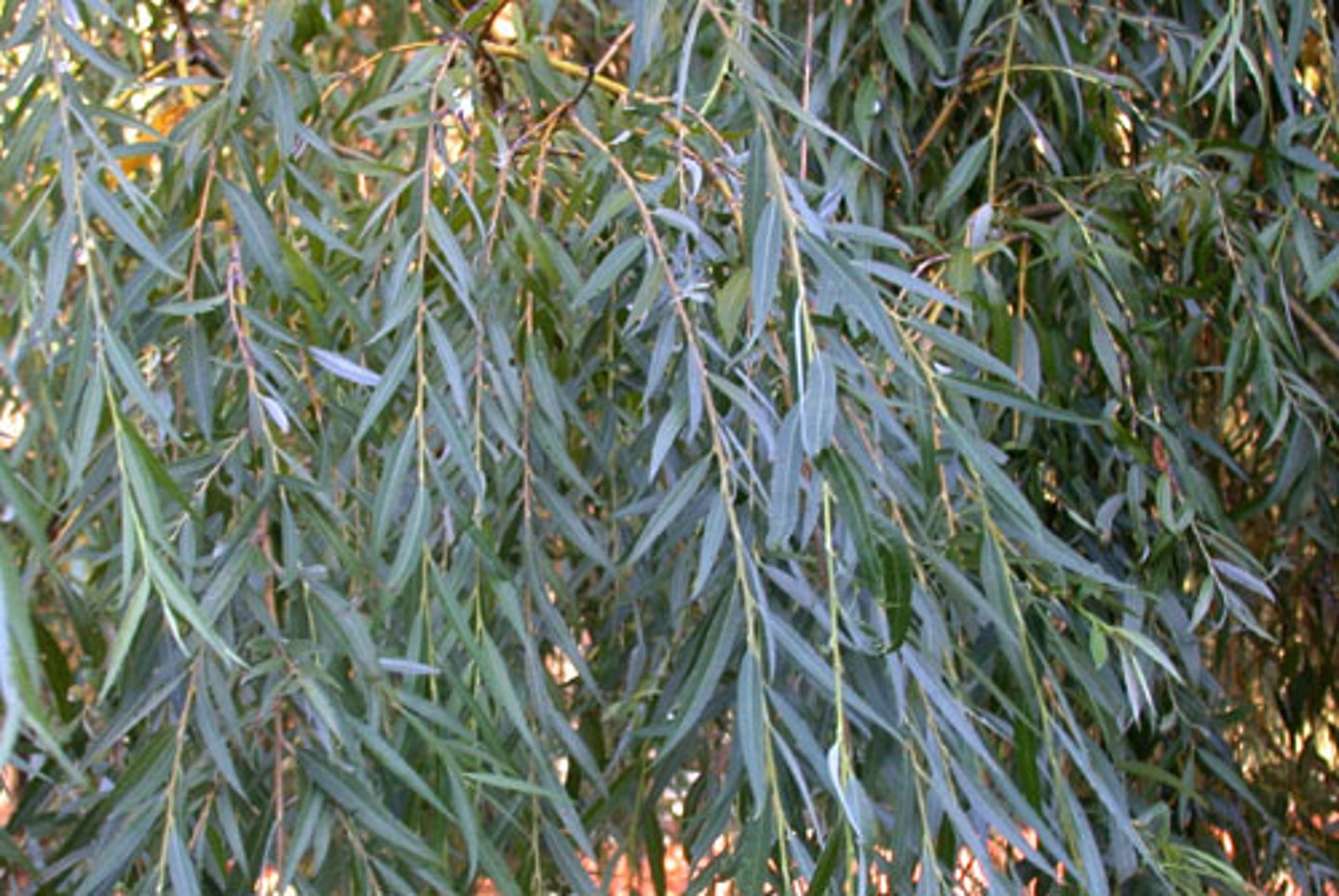 <p>Salicaceae Salix interior</p>
