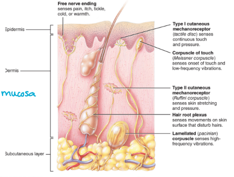 <ul><li><p>Mechanoreceptors: detect pressure, touch</p></li><li><p>Thermoreceptors: detect heat and cold</p></li><li><p>Chemoreceptors: detect chemicals (have in olfactory mucosa)</p></li><li><p>Photoreceptors: detect light</p><p></p></li></ul><p></p>