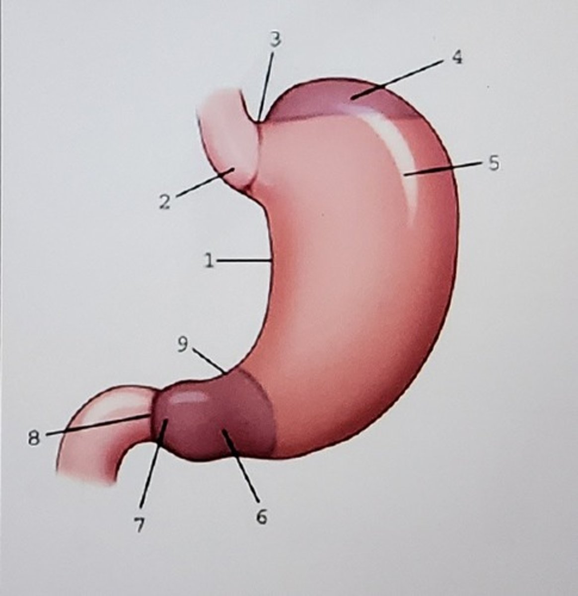 <p>Identify the anatomy:</p>