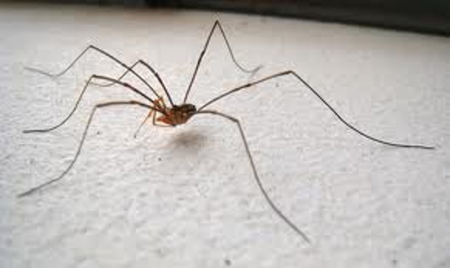 <p>Common Name: Daddy long leg.</p>