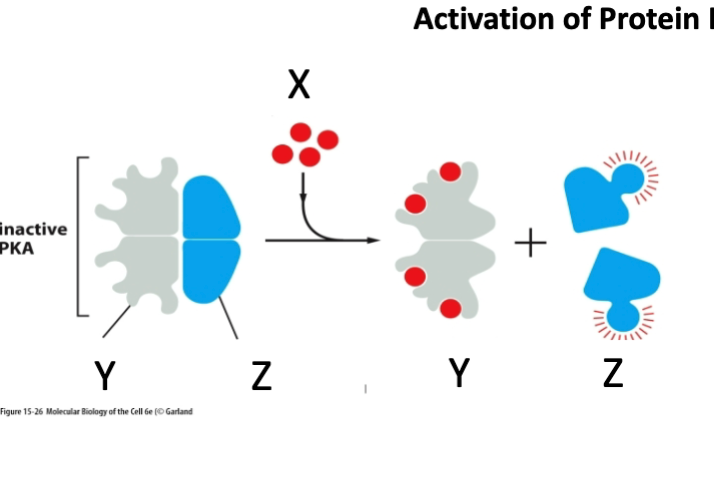 <p>What is marked by letter X?</p><p>A- Regulatory subunit</p><p>B- cAMP</p><p>C- Catalytic subunit</p><p></p>