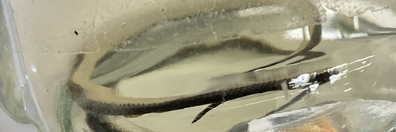 <p>Diadophis punctatus</p><p>Northern Ring-necked snake</p><p>Not assessed</p><p>Family Colubridae</p><p>Bright yellow belly</p><p>White ring around head/under head</p><p>Lays eggs in the summer</p><p>Found in moist environments</p><p>Active at night</p><p>If threatened they may release an odorous flood from its cloaca and writhe if handled</p><p>Scales are smooth</p>