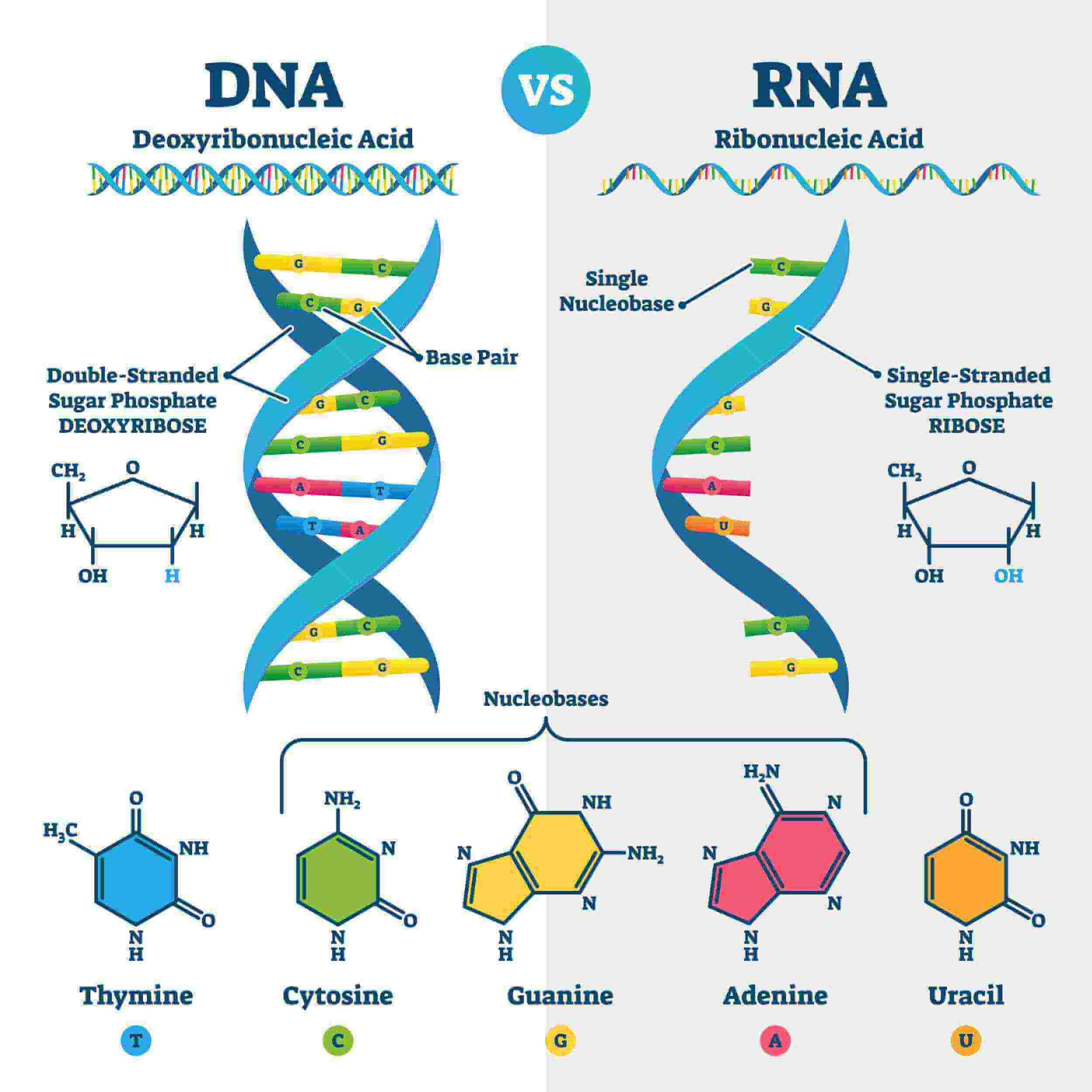 <p>RNA contains _____ sugar</p>