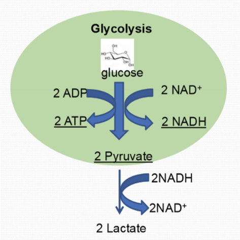 <p>Lactate Dehydrogenase converts the 2 pyruvate and 2 NADH to 2 lactate and 2 NAD+.</p>