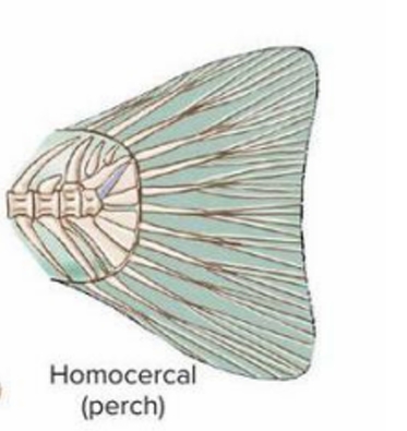 <p>Caudal fin type found in perch and most bony fish.</p>