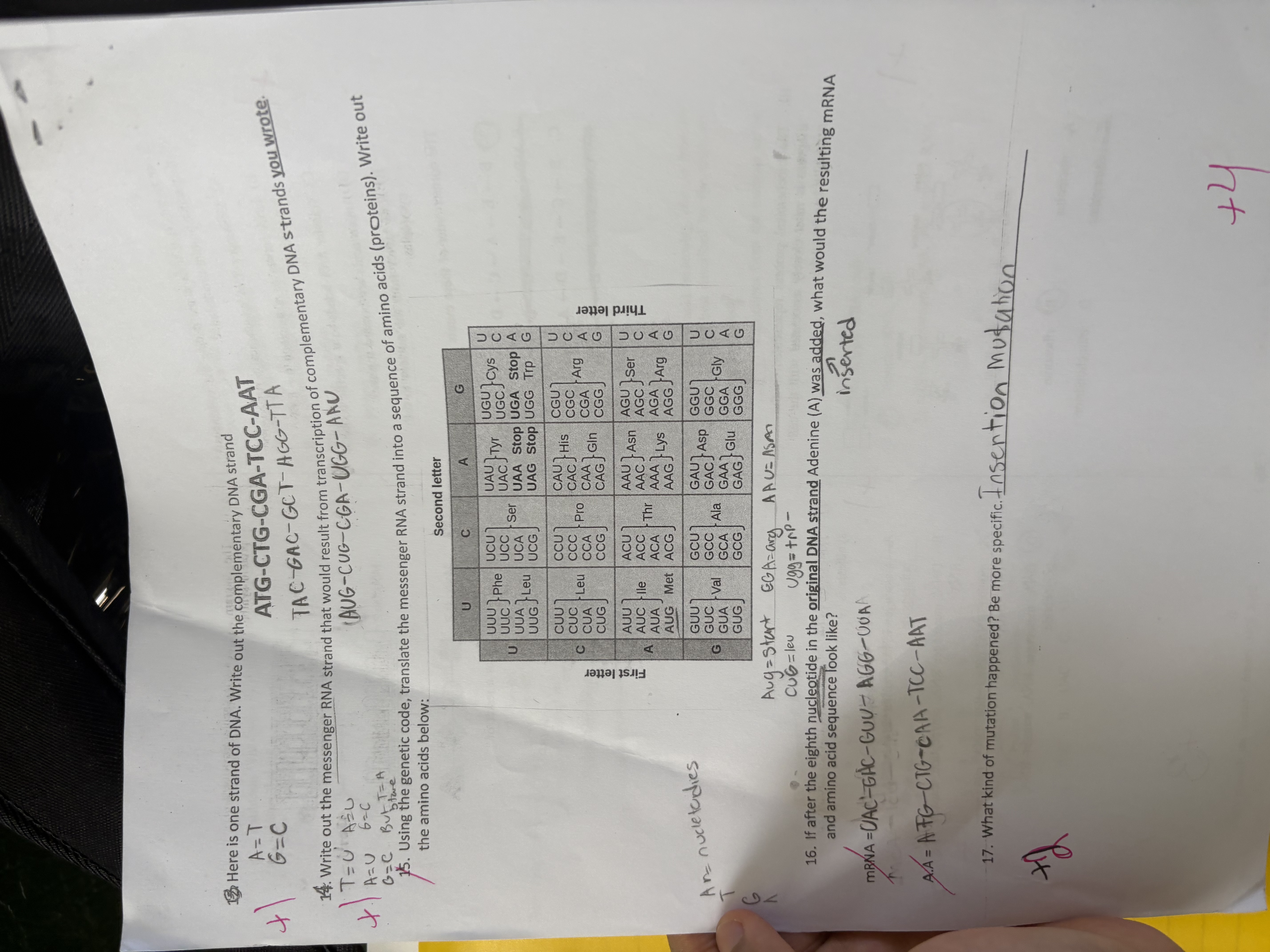 <p>16QB. “If after the eighth nucleotide in the original DNA strand Adenine (A) was added, what would the resulting mRNA and amino acid sequence look like?”</p>